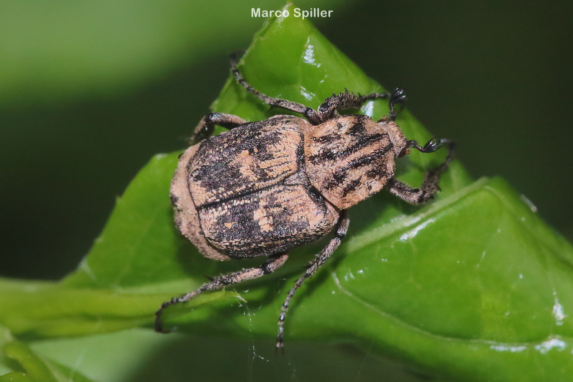 Valgus hemipterus